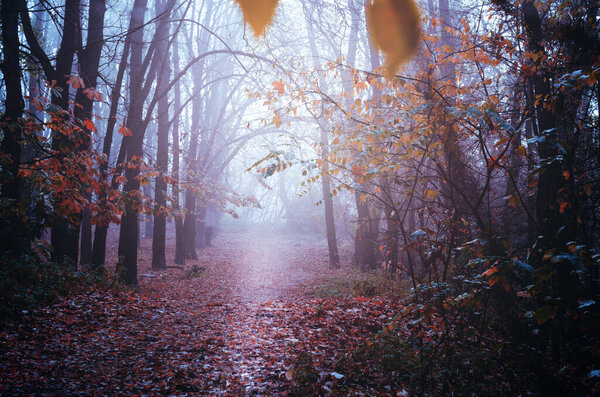 Fantastic Mysterious Foggy Morning in the Autumnal Forest. Moody Background with Colorful Trees. Fall seasonal background.