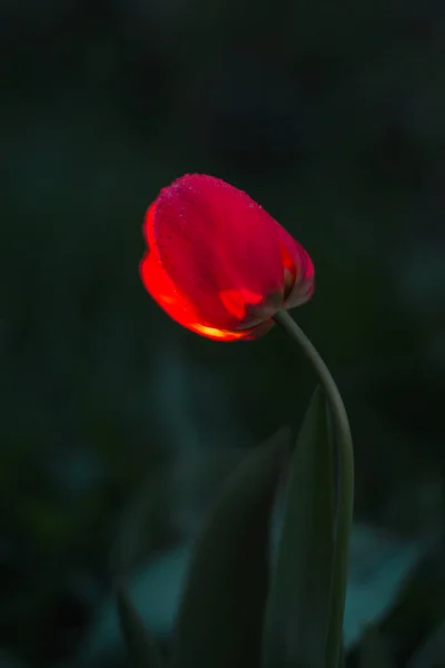Flor Tulipán Rojo Brillante Jardín Noche Tema Floral Fondo — Foto de Stock