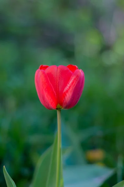 Fiore Tulipano Rosso Brillante Giardino Primavera Tema Floreale Sfondo — Foto Stock