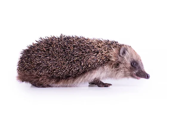 Mignon Hérisson Sauvage Européen Isolé Sur Fond Blanc — Photo