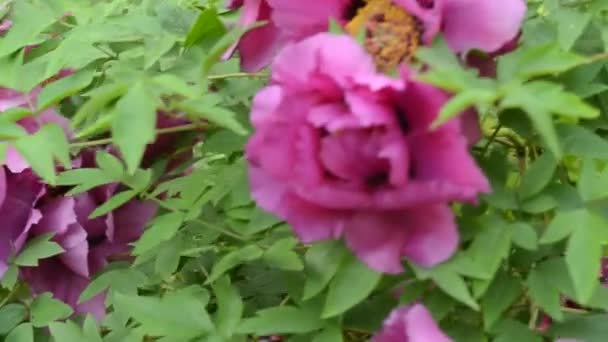 Kwiatowa Tapeta Pięknym Delikatnym Różowym Kwiatem Piwonii Rosnącym Letnim Ogrodzie — Wideo stockowe