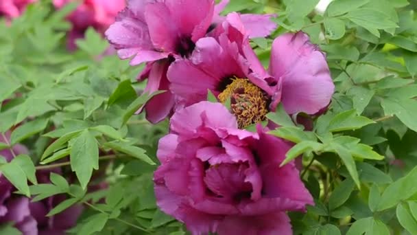 Fondo Pantalla Floral Con Hermosa Flor Peonía Rosa Suave Que — Vídeos de Stock