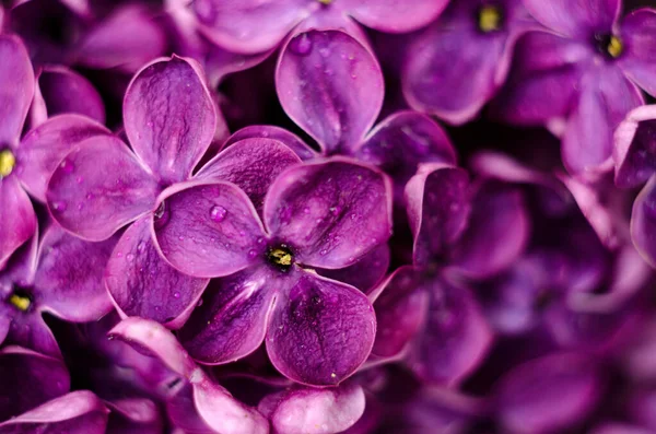 Beautiful Purple Lilac Flowers Macro Photo Lilac Spring Flowers Floral — Stock Photo, Image