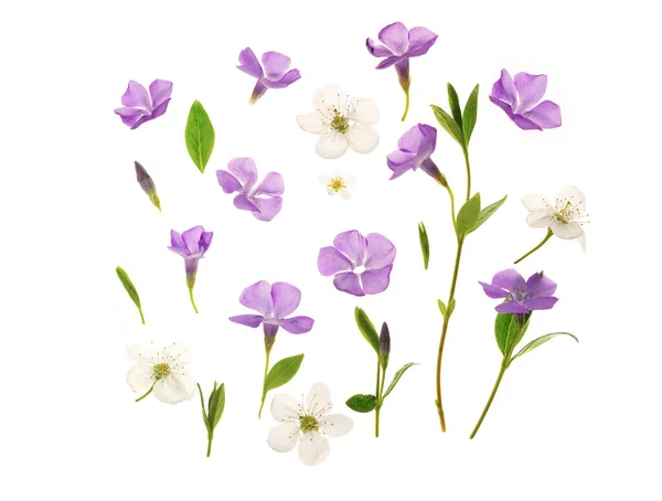 Vackra Blinkande Blommor Mot Vit Bakgrund Unga Färska Gröna Blad — Stockfoto