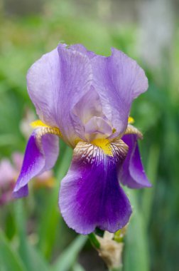 Güzel menekşe Fleur De-lis çiçeği, bahçede açan Iris. Bahar mevsimi çiçekleri