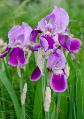 Güzel menekşe Fleur De-lis çiçeği, bahçede açan Iris. Bahar mevsimi çiçekleri