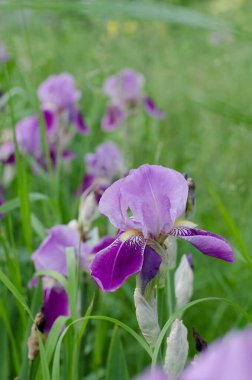 Güzel menekşe Fleur De-lis çiçeği, bahçede açan Iris. Bahar mevsimi çiçekleri