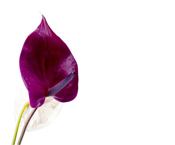 白を基調とした美しい紫とピンクのアンスリウムの花々 流行のミニマリズム的背景 — ストック写真