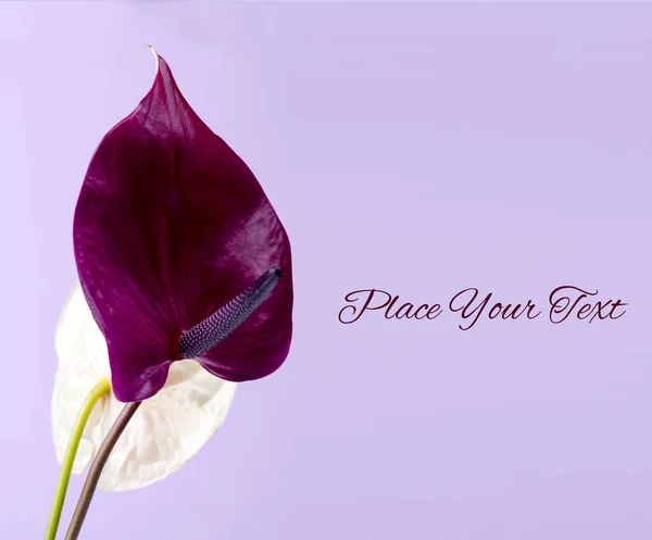 Vackra Par Lila Och Rosa Anthurium Blommor Mot Lila Bakgrund — Stockfoto