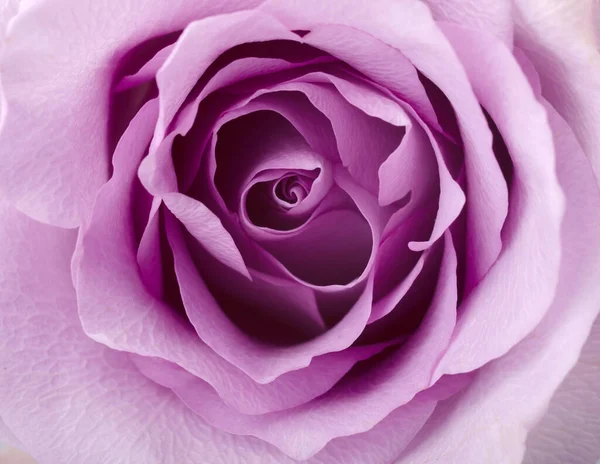 Kwiatowy Tło Piękny Delikatny Liliowy Róża Bliska Świeża Fotografia Makro — Zdjęcie stockowe