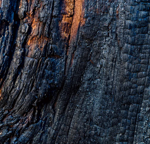 Текстура Черного Обугленного Дерева Закрыть Кору Дерева После Лесного Пожара — стоковое фото