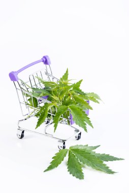 Taze yeşil marihuana tıbbi kenevir yaprakları süpermarket vagonunda beyaz bir arka planda izole edilmiş..