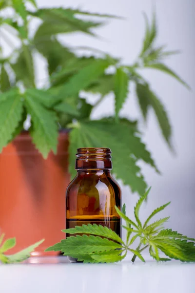 Orvosi Kémiai Téma Háttér Kannabisz Levelek Olajpalack Fiatal Marihuána Növény — Stock Fotó