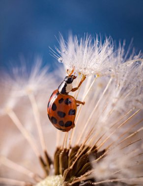 Harlequin uğur kuşu, Harmonia axyridis, ya da Asyalı uğur kuşu, beyaz tüylü bir karahindiba üzerine yakın plan..