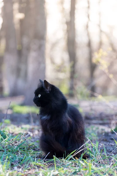 Portret Pięknego Puszystego Czarnego Kota Siedzącego Ziemi Ulicy — Zdjęcie stockowe