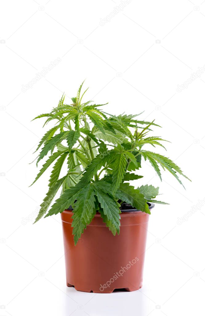 Marijuana medical cannabis plant in a brown pot isolated on white background.
