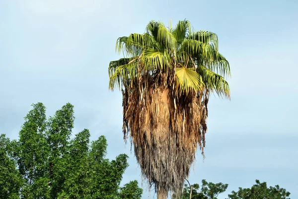 Palm Tree Nice Cloudy Day — Stock Photo, Image