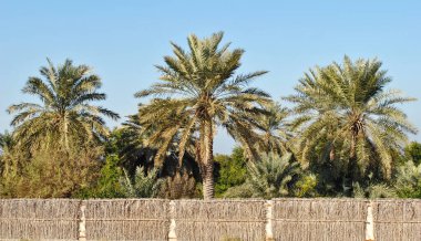 Güneşli bir günde palmiye ağacı fidanlığı