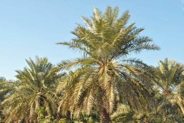 Güneşli bir günde palmiye ağacı fidanlığı