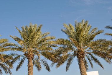 Güneşli bir günde palmiye ağacı fidanlığı