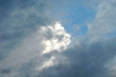 Güneşli bir günde palmiye ağacı fidanlığı