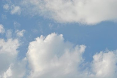 Güneşli bir günde palmiye ağacı fidanlığı