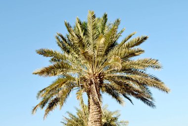 Açık mavi gökyüzünde palmiye ağaçları 