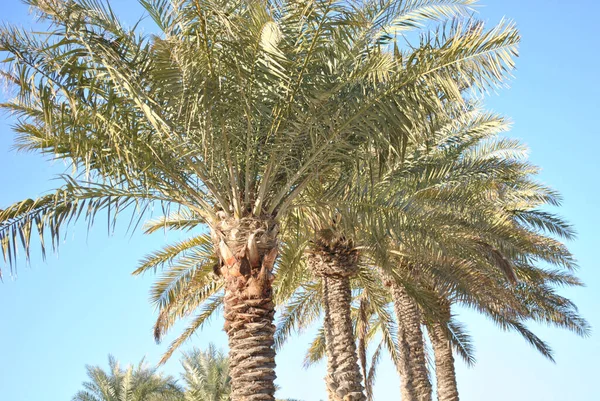 Palmenplantage Einem Sonnigen Tag — Stockfoto