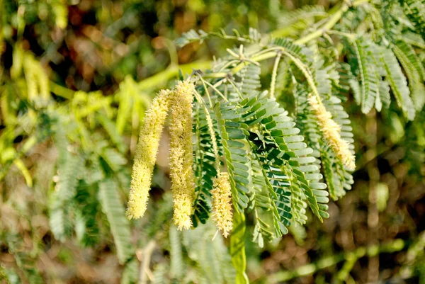 Savannah Tree Close Midday — Stock Photo, Image