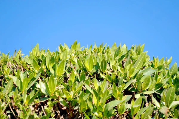 緑の植物の葉青い空の日隔離 — ストック写真