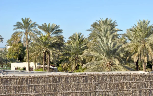 Palm Tree plantation on a sunny day