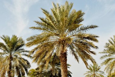Güneşli bir günde palmiye ağacı fidanlığı