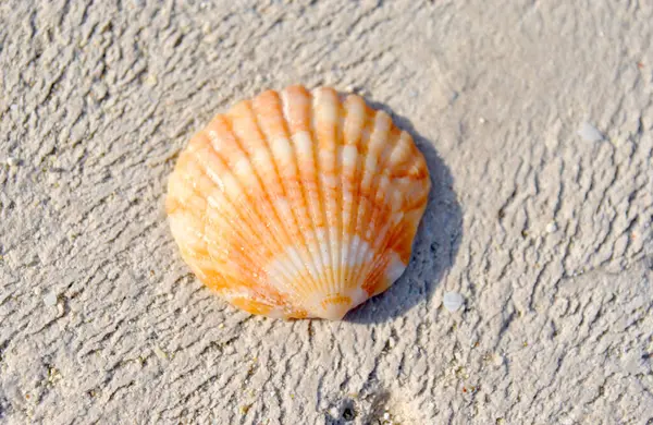 Orange Sea Shell Close — Stock Photo, Image