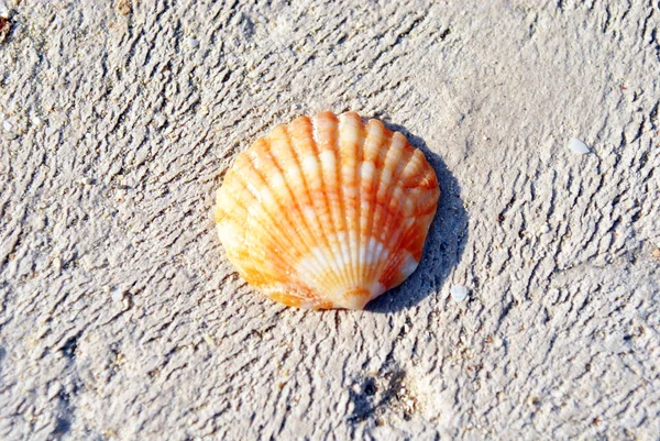 Orange Sea Shell Close — Stock Photo, Image