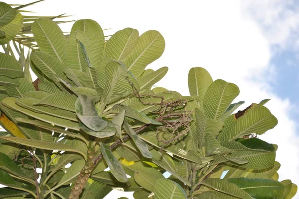 Vert Plante Feuille Fermer Bleu Ciel Jour Isolé — Photo