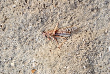 Kumda yatan ölü çekirge.