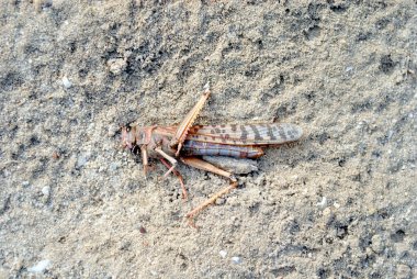 Kumda yatan ölü çekirge.