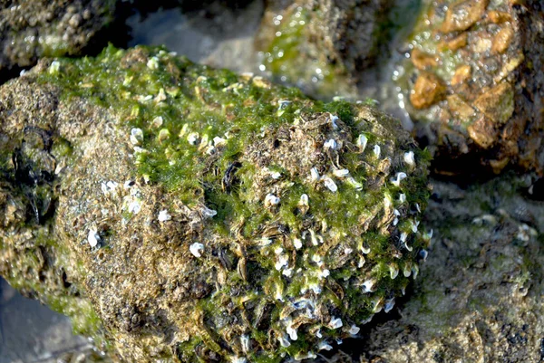 Piedras Marinas Cerca —  Fotos de Stock