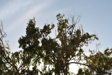 Savannah Ağacı öğle vakti kapanıyor