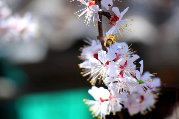 Blooming Fruit Tree Flowers Bathe Sun — Stock Photo, Image