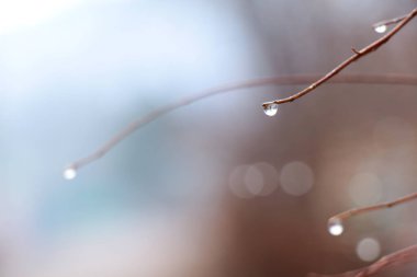 Sisten sonra dallara düşer.