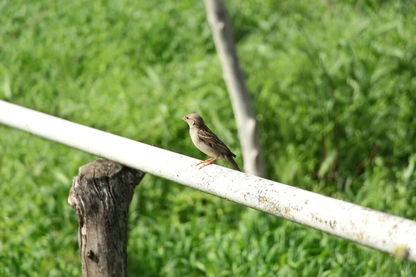 Bir Boru Üzerinde Serçe Oturan — Stok fotoğraf