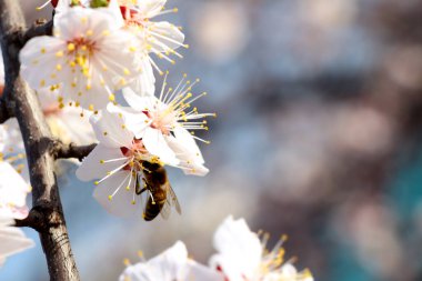 Arı nektarın yararlı özelliklerini toplar.