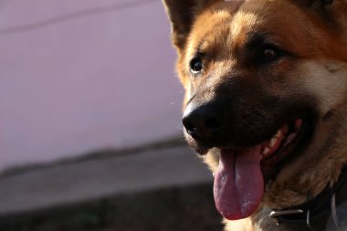 Alman Çoban Burnu ve Dili