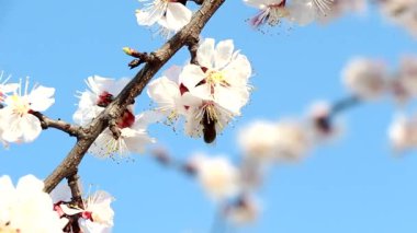 Arı bahar meyvesi çiçeklerini döller.