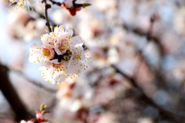 Çiçek açan bir dalın harika manzarası