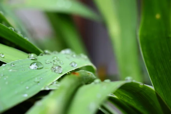 Transparent raindrops refresh plants, place for text.