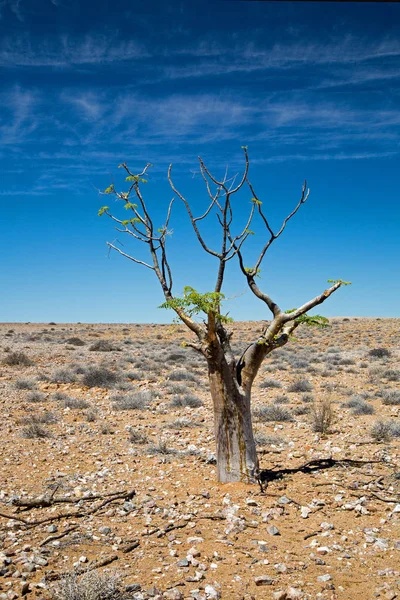 Krajobraz Drzewa Damaraland Namibie — Zdjęcie stockowe