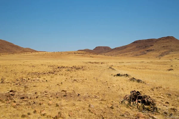 Żółty Trawa Krajobraz Damaraland Namibia — Zdjęcie stockowe