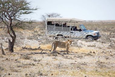 Etkin Milli Parkı, Namibya Afrika yaban hayatı safari